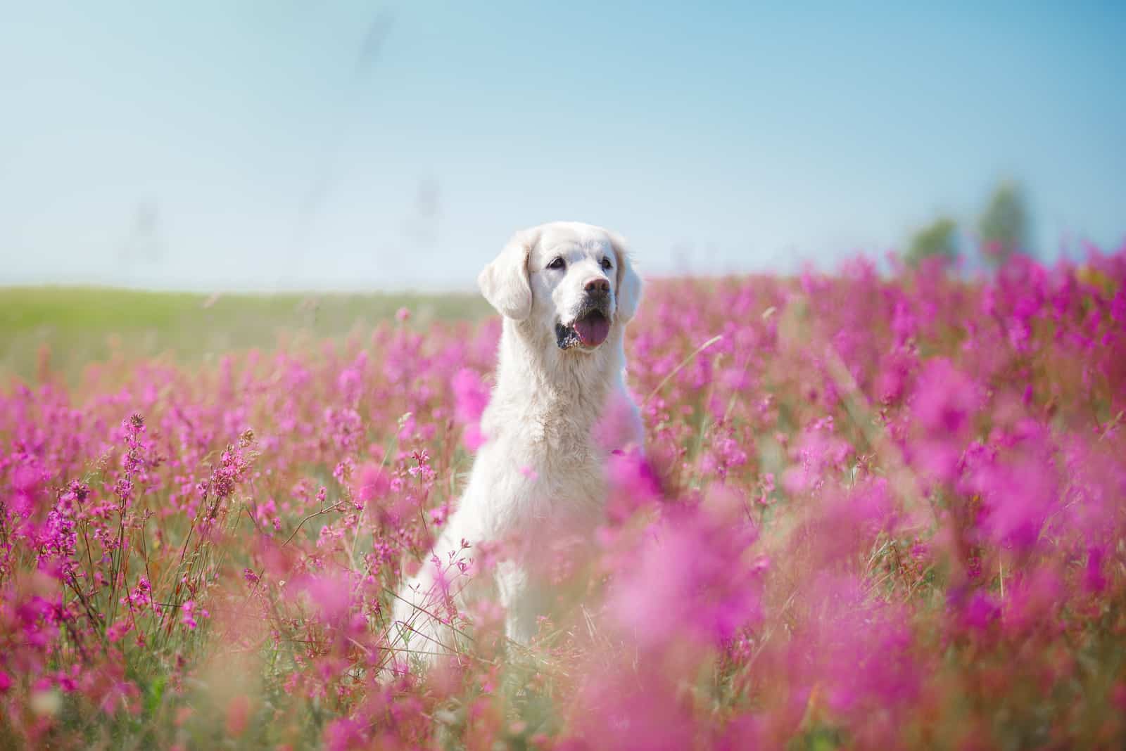 golden retriever sentado en el campo de flores