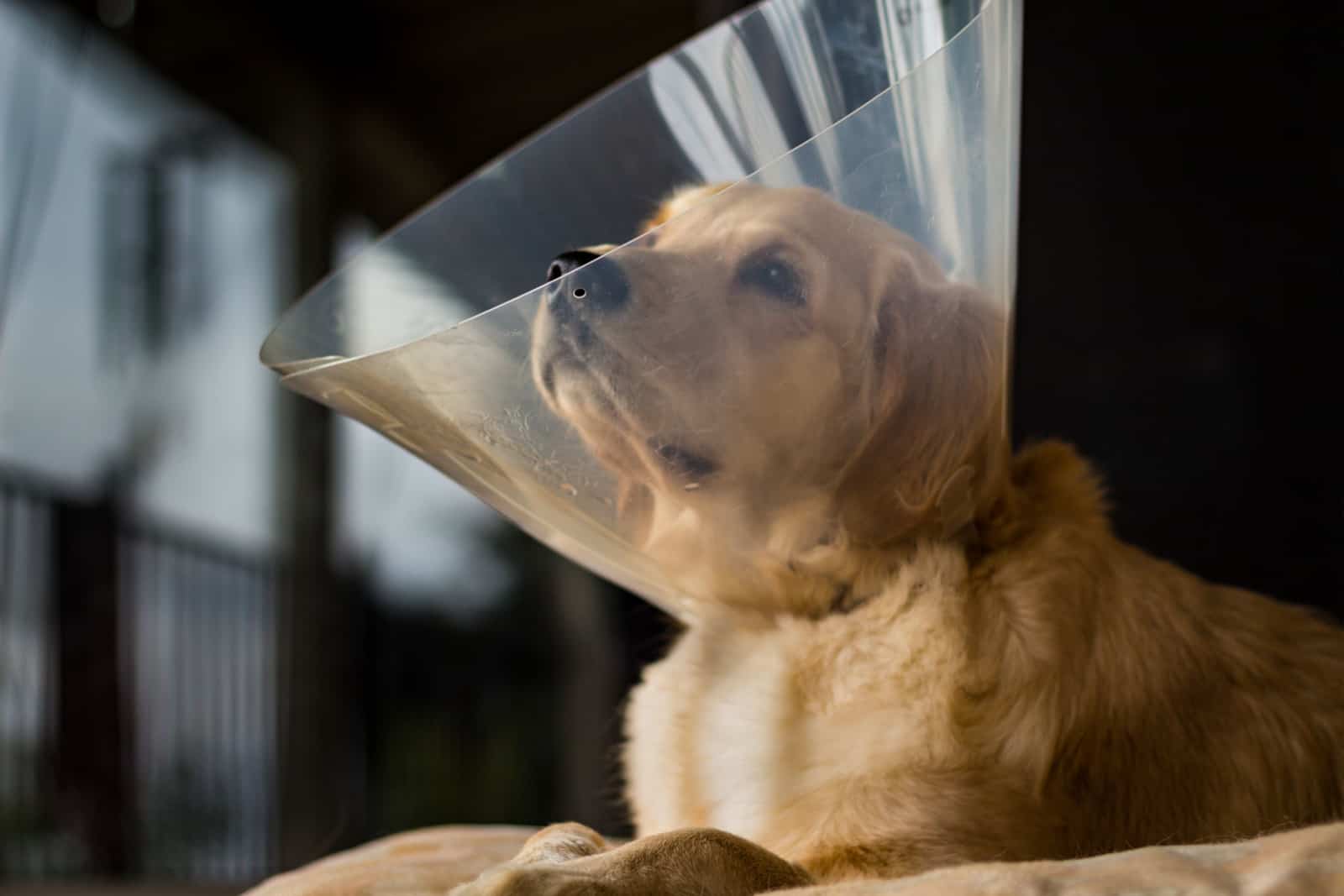 golden retriever con un cono de vergüenza