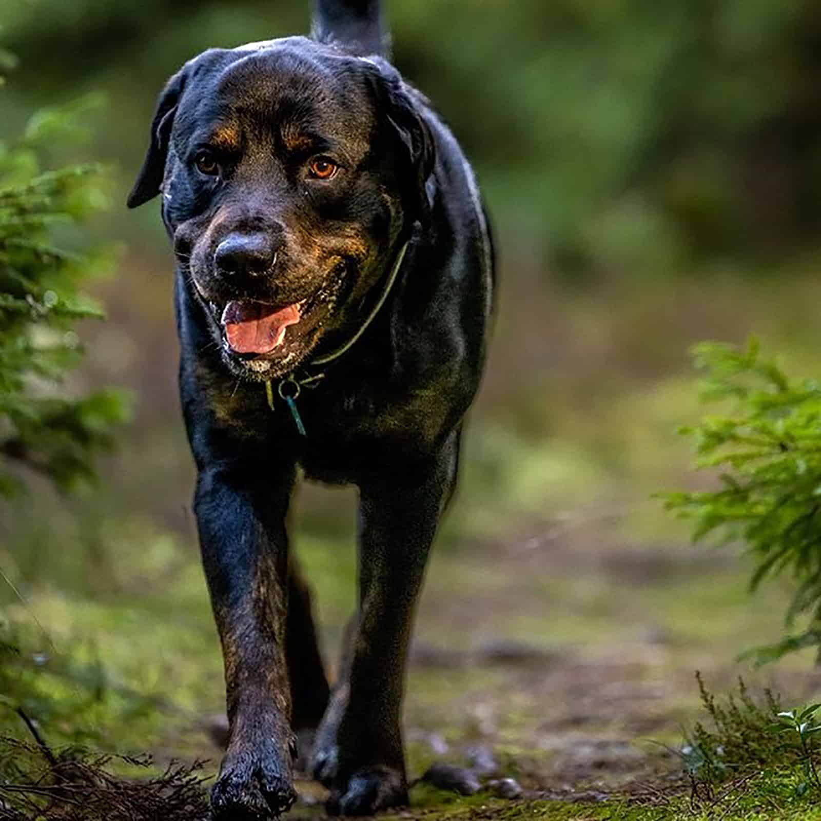 golden rottie caminando en la naturaleza