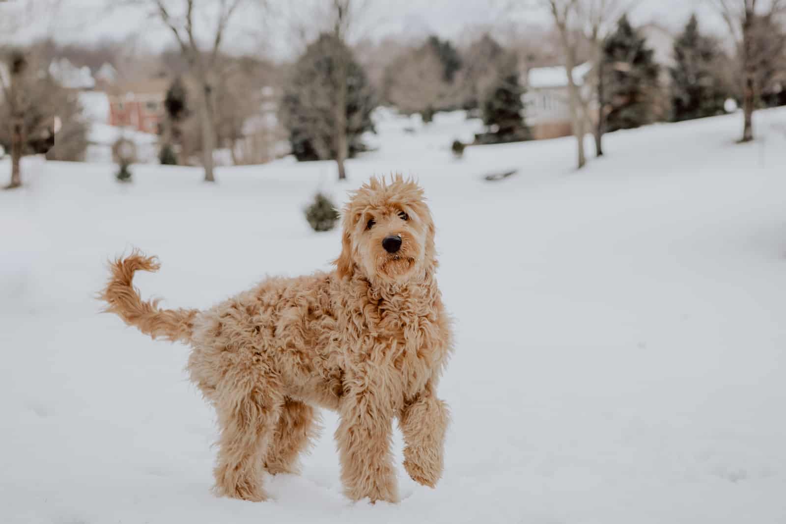 perro goldendoodle jugando en la nieve