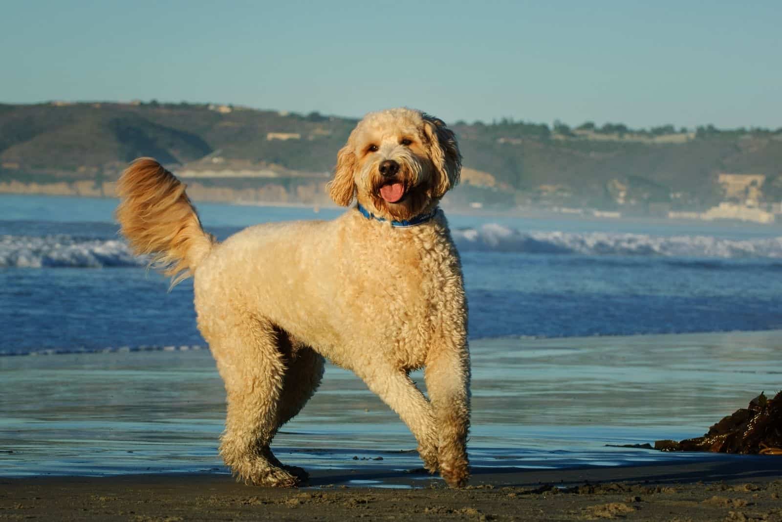 perro goldendoodle al aire libre con el océano de fondo