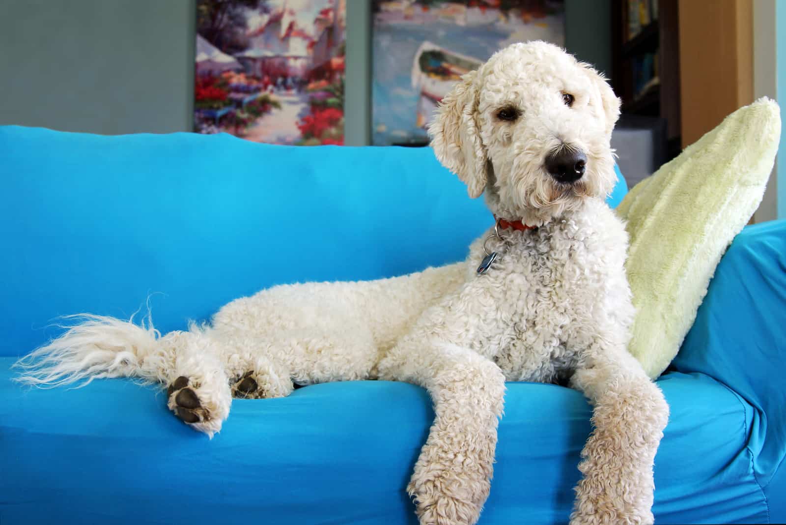 perro goldendoodle descansando en el sofá