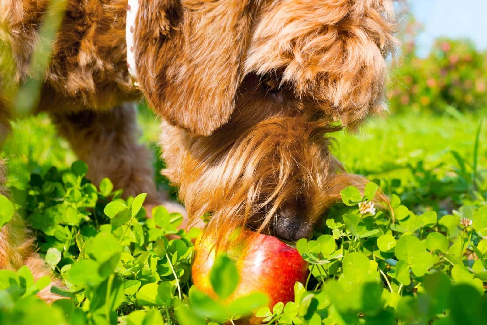 goldendoodle comiendo fruta al aire libre en fotografía en foco