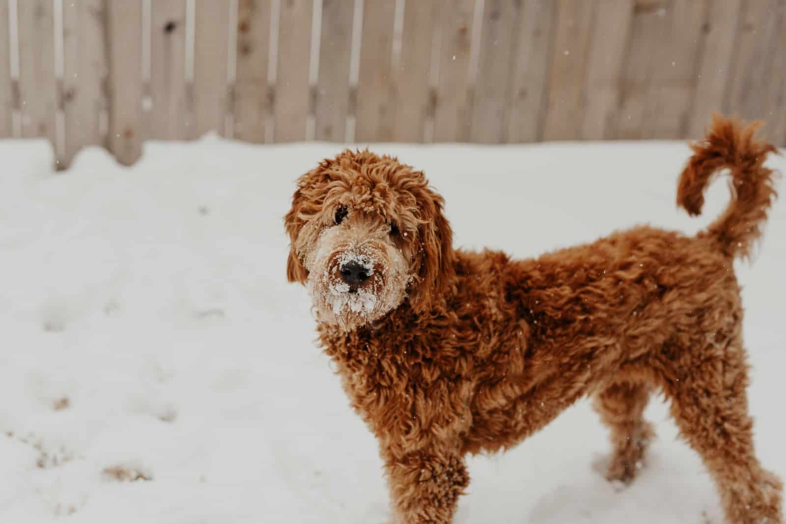 goldendoodle en la nieve