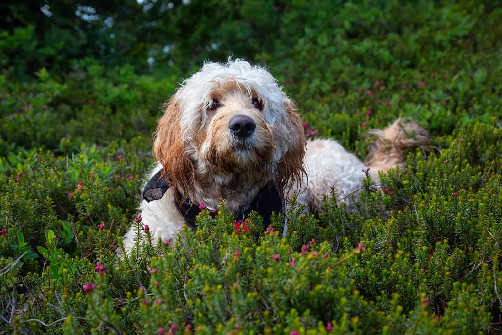 goldendoodle yace en el césped en la naturaleza