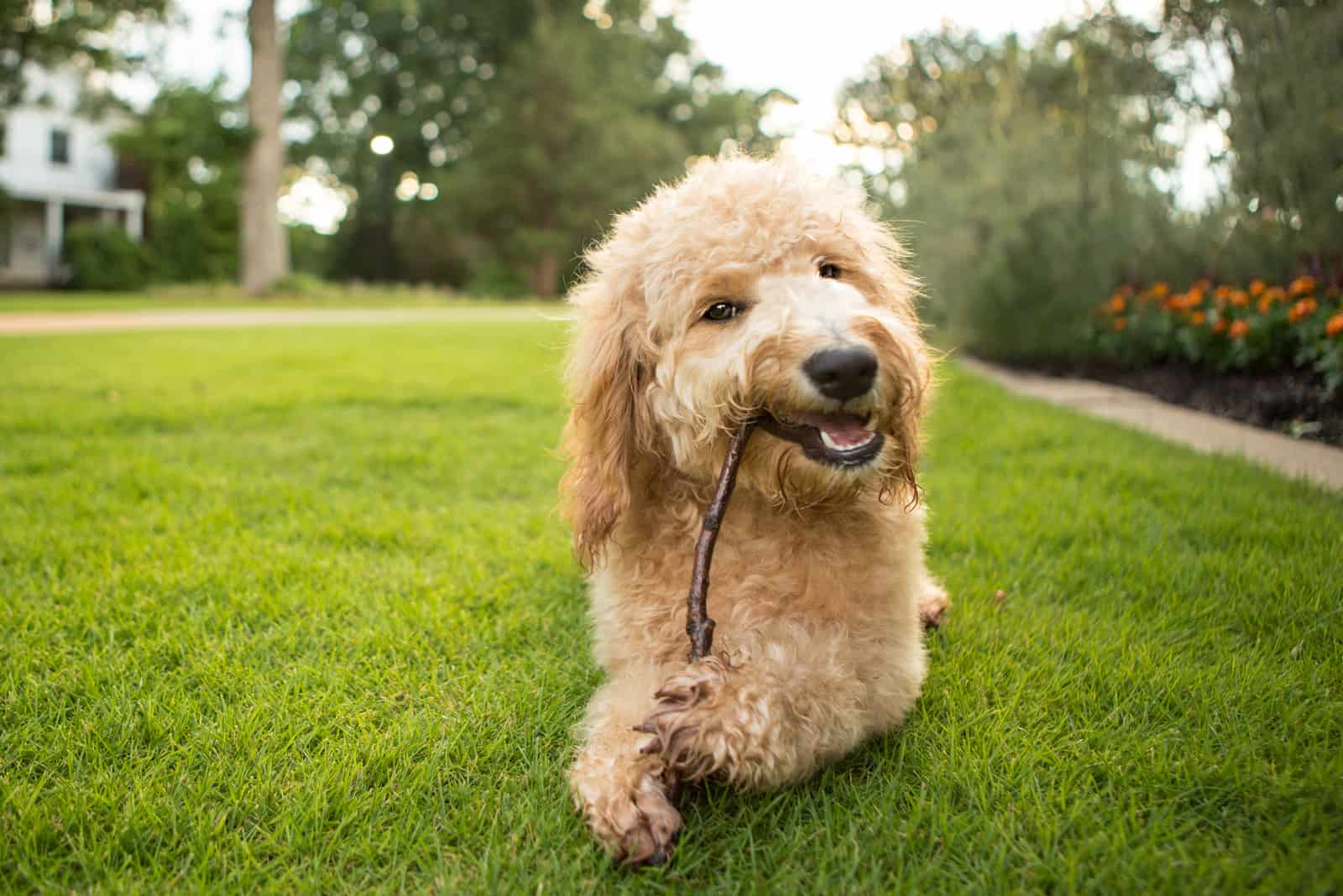 goldendoodle muerde una ramita y yace en el parque