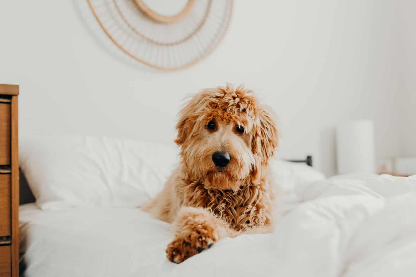 goldendoodle en cama