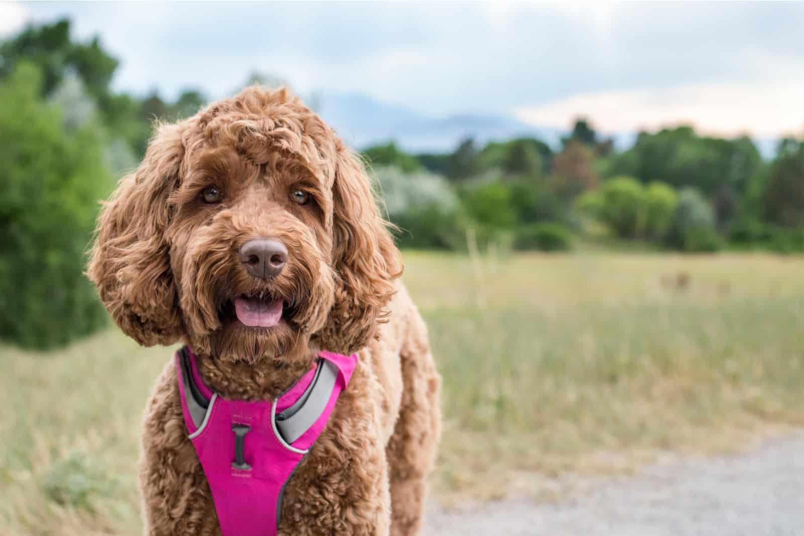 goldendoodle en el campo
