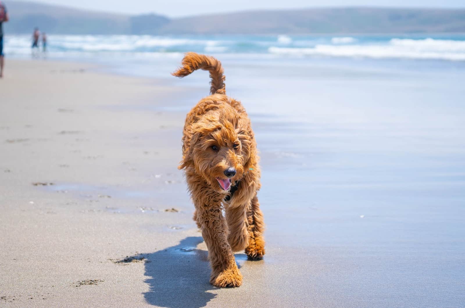 goldendoodle en la playa