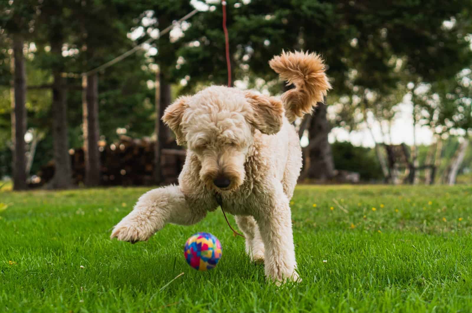 goldendoodle jugando en el césped