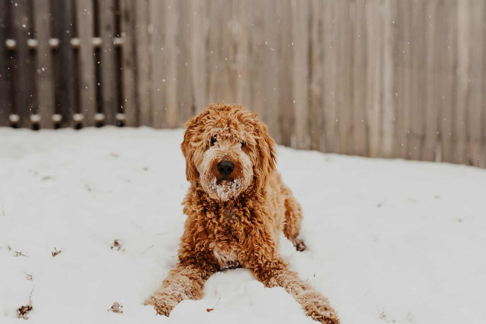 goldendoodle jugando en la nieve