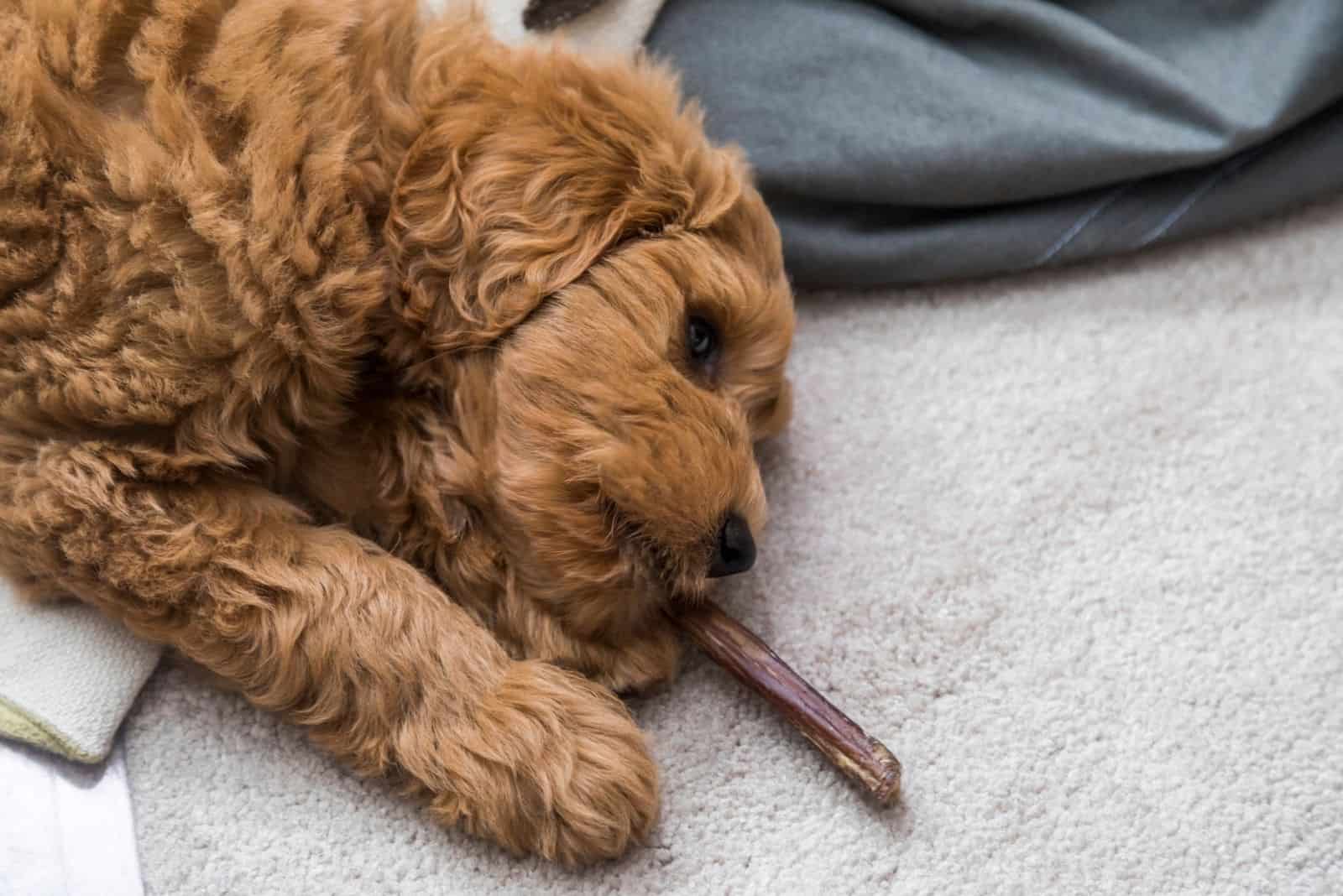 cachorro de goldendoodle en casa acostado en la alfombra