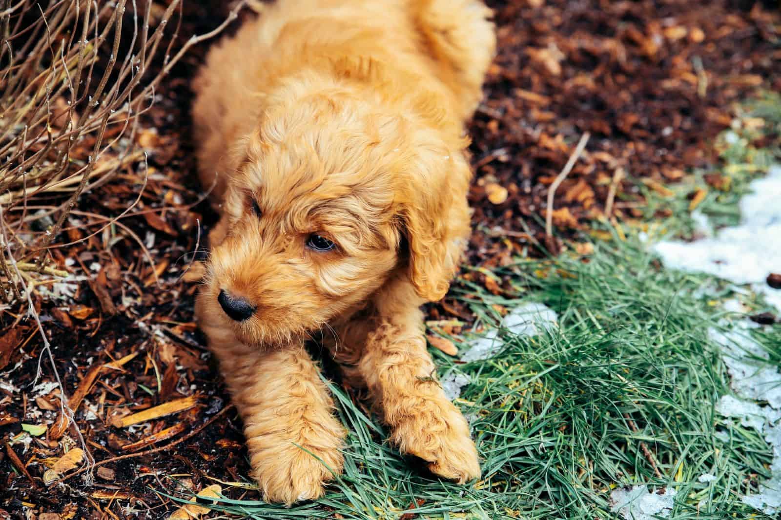 cachorro de goldendoodle en el patio