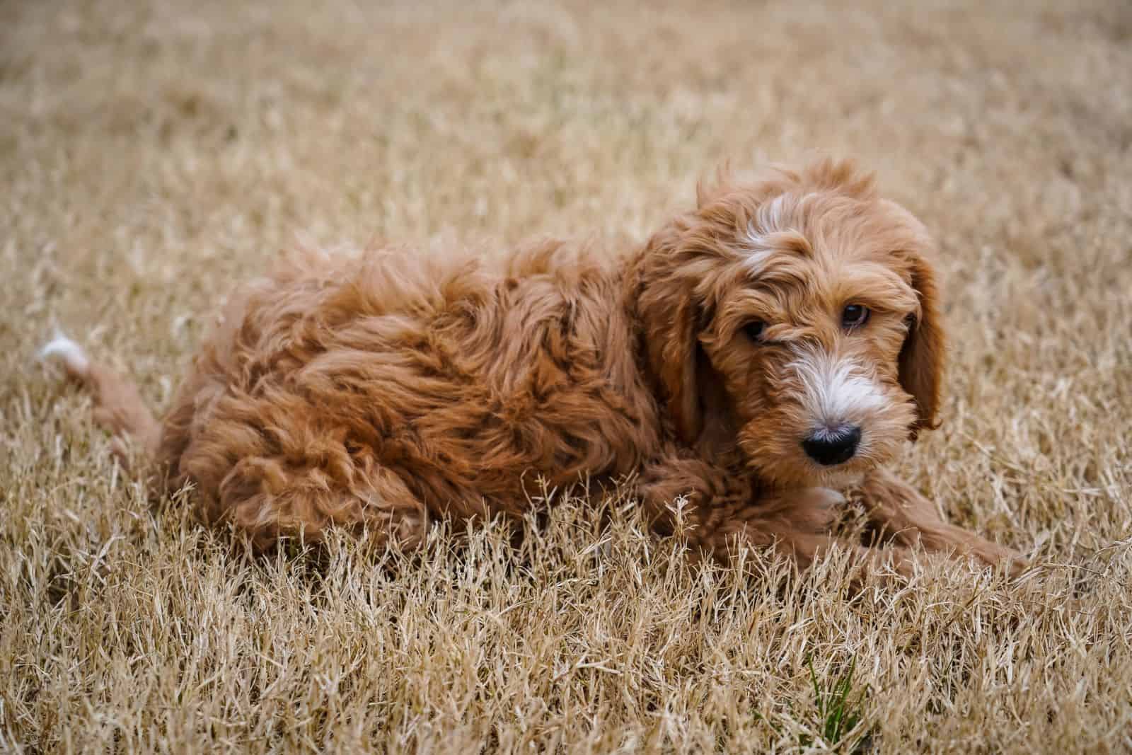 cachorro de goldendoodle en césped amarillo