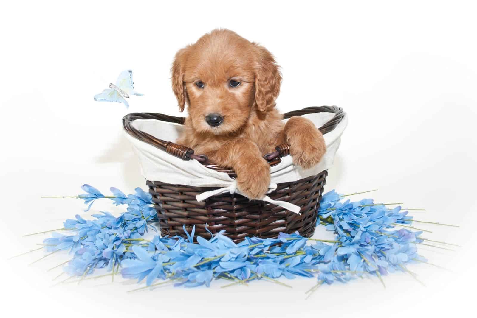 cachorro de goldendoodle dentro de una canasta con flores azules alrededor en fondo blanco