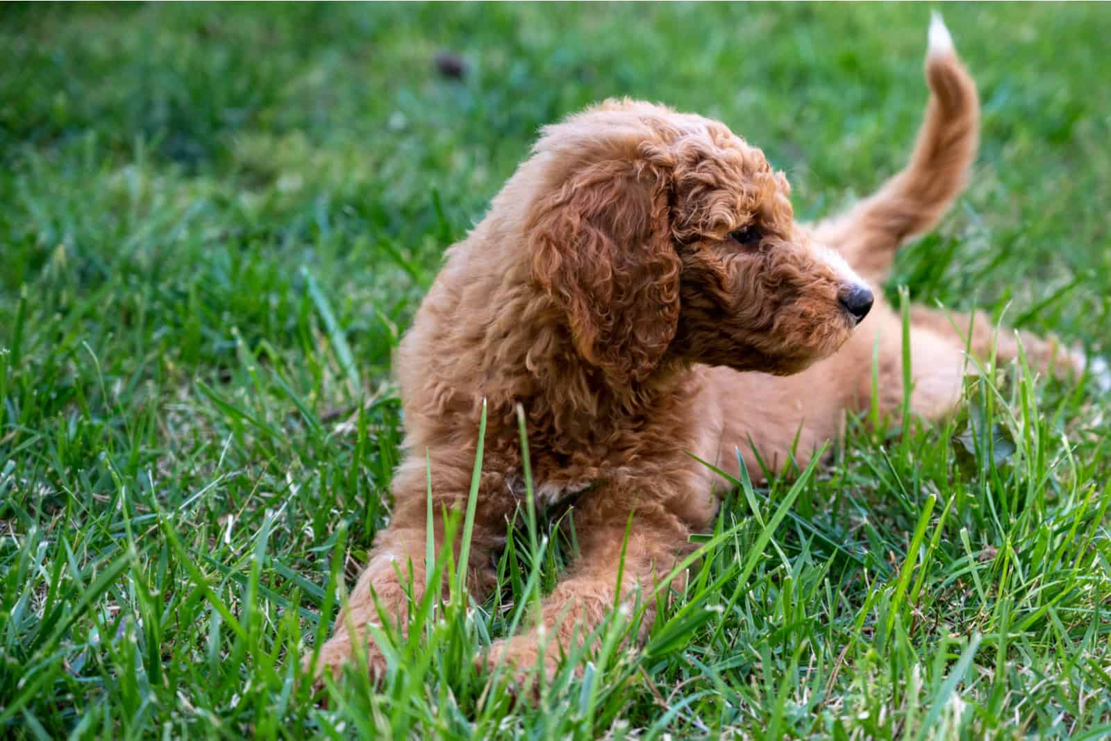 cachorro de goldendoodle acostado en el césped