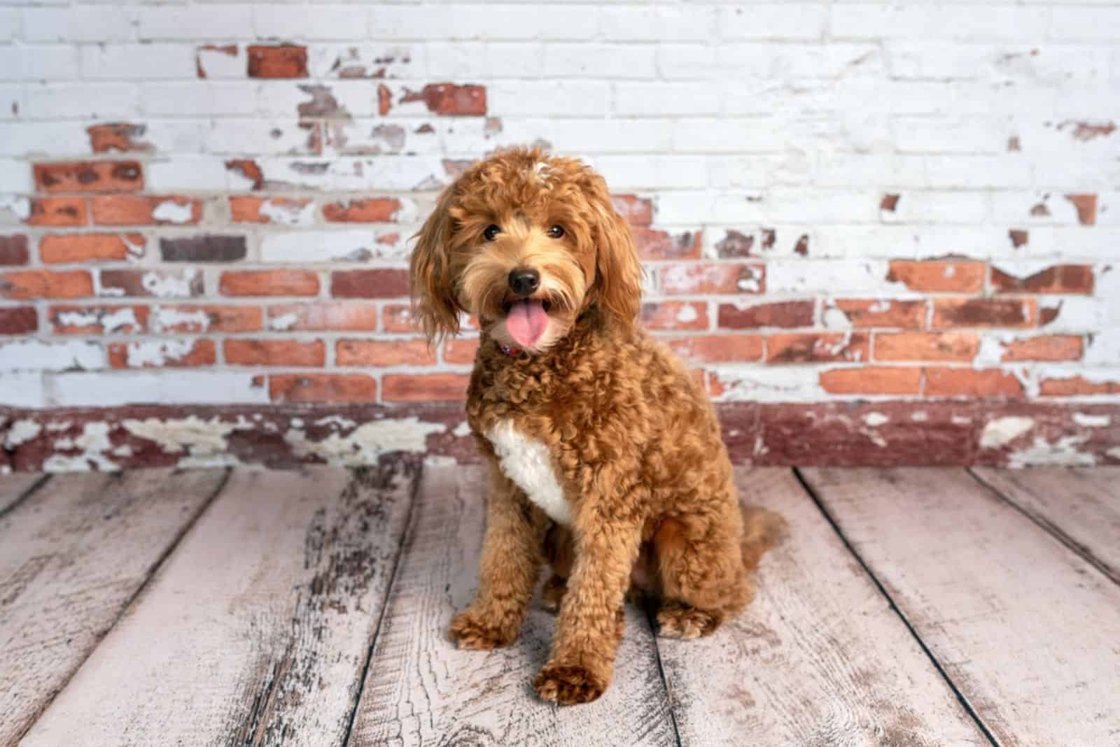 Cachorro Goldendoodle en el suelo de madera