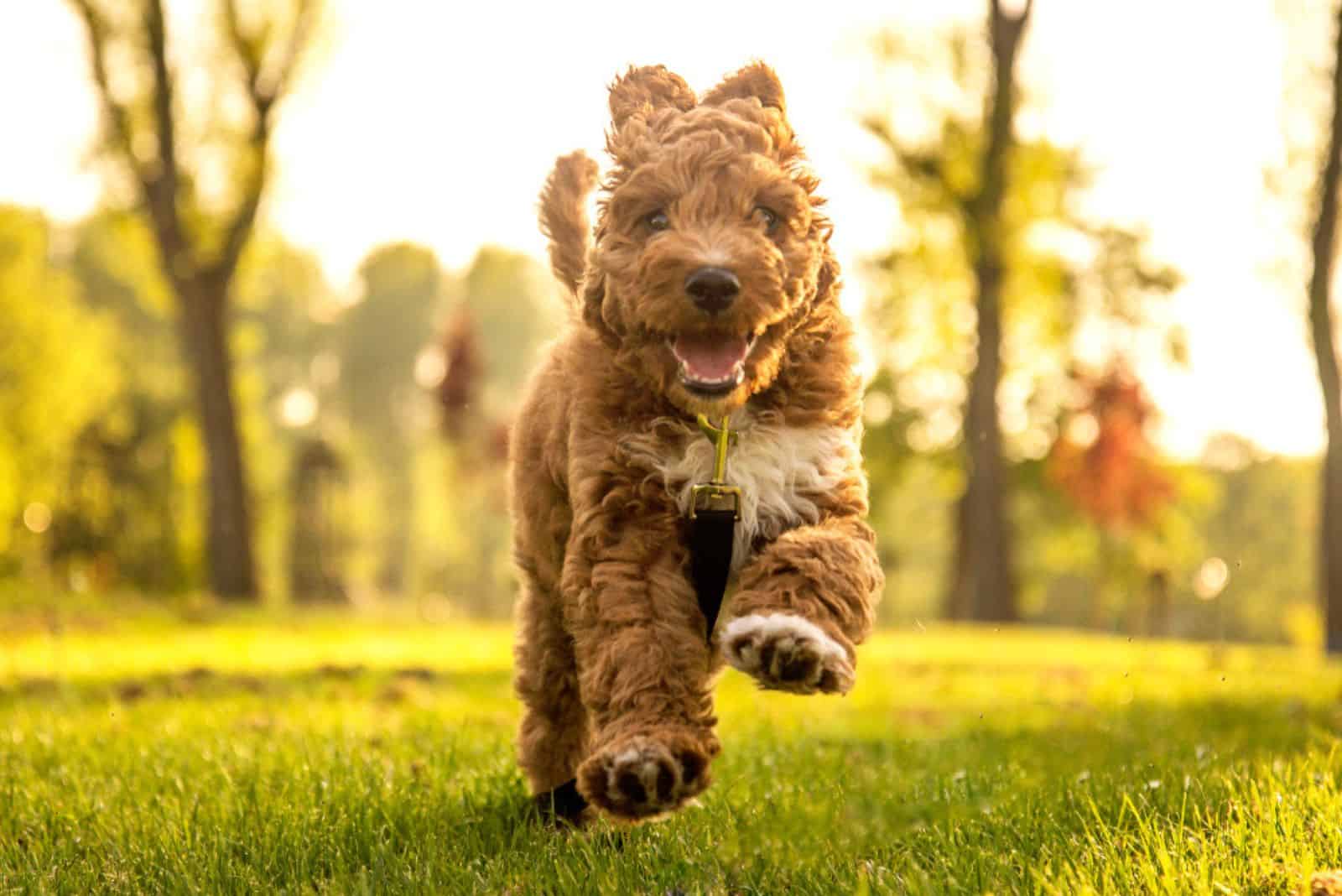 Cachorro Goldendoodle corriendo