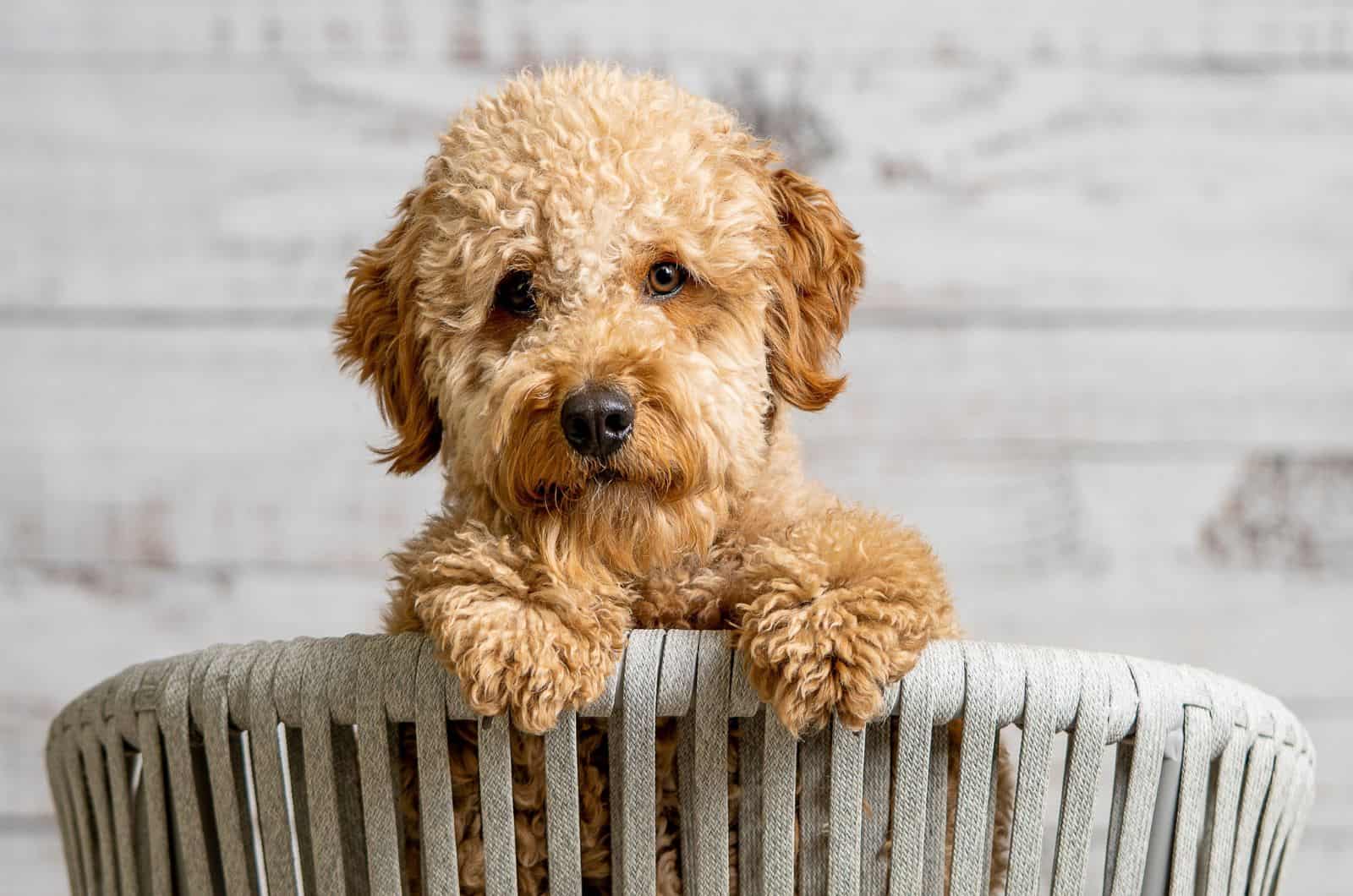 Cachorro Goldendoodle sentado en la silla