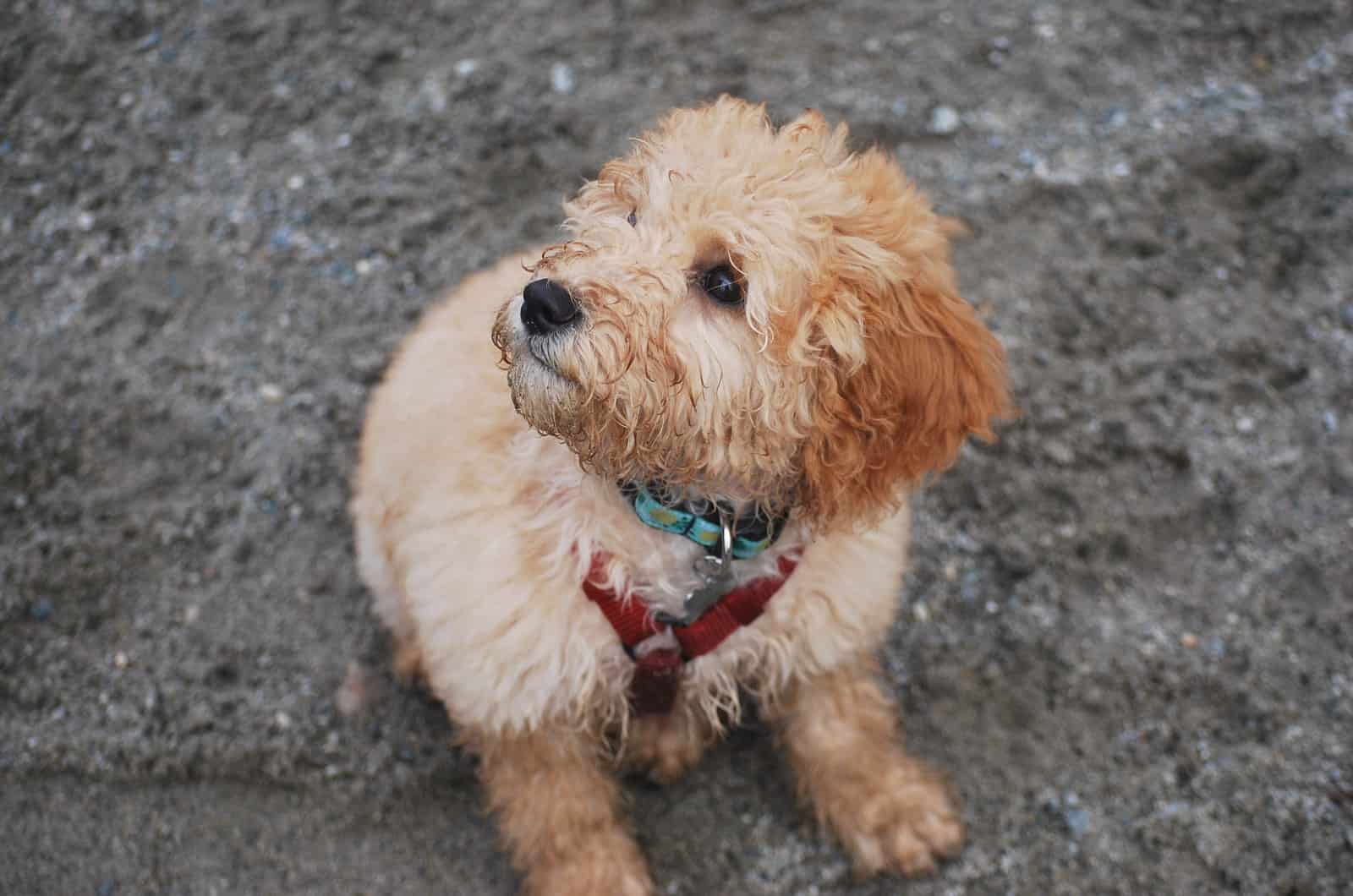 cachorro de goldendoodle con un collar