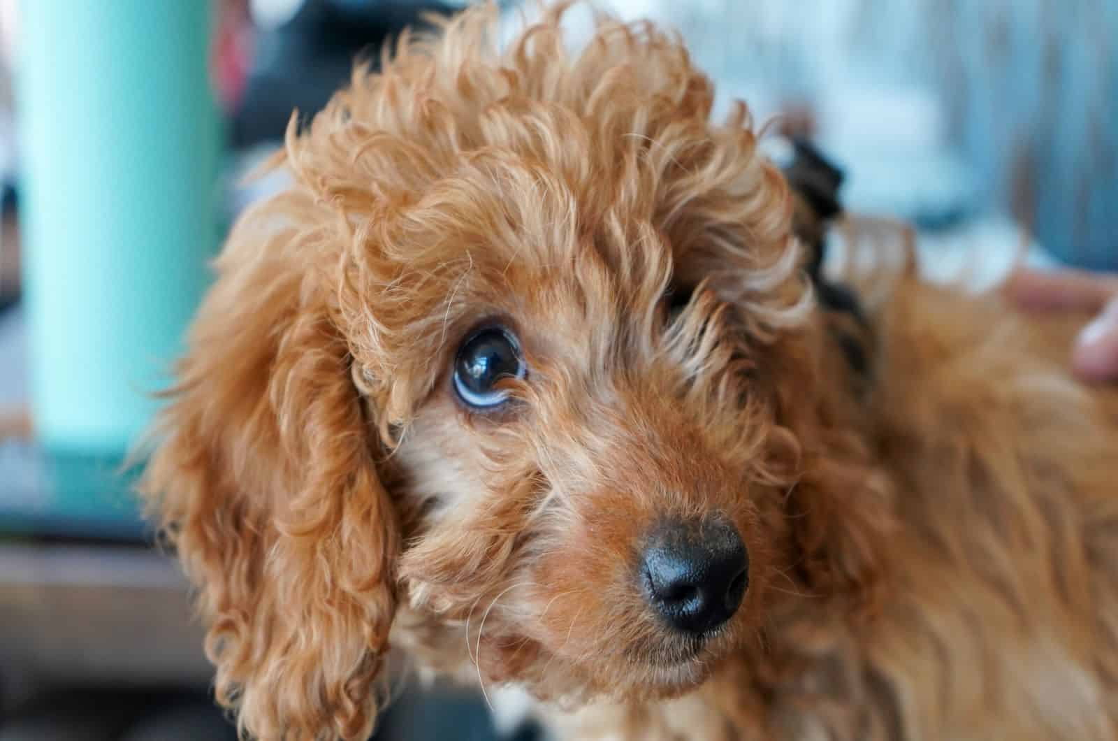 cachorro de goldendoodle