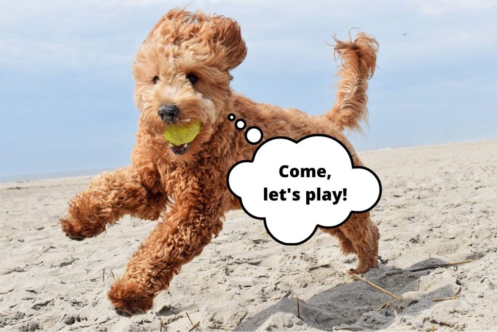 goldendoodle corre a lo largo de la playa con una pelota en su boca