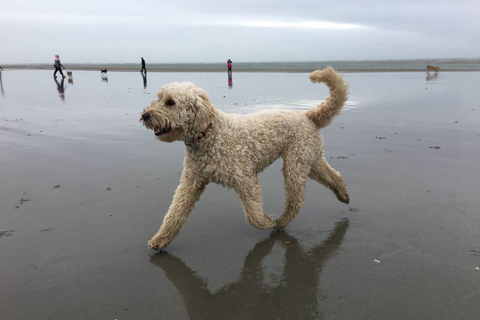 goldendoodle corriendo a lo largo de la playa