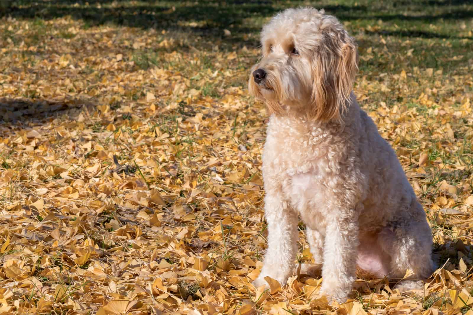 goldendoodle sentado sobre hojas secas