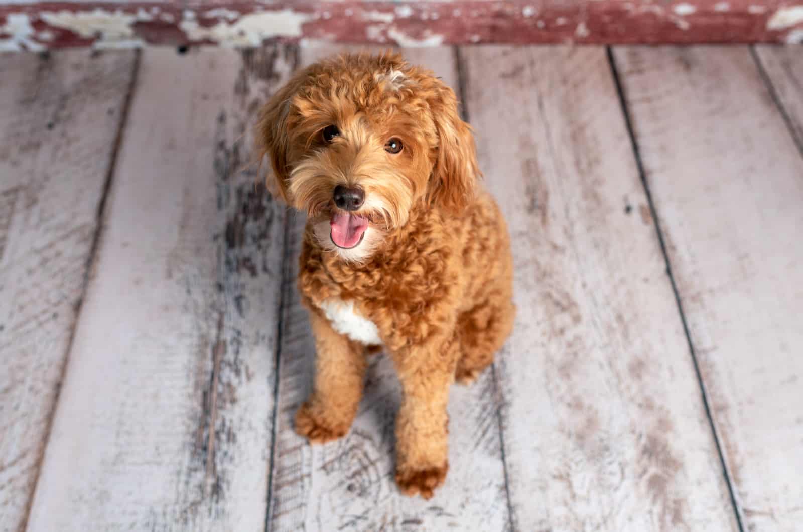 goldendoodle sentado en el suelo