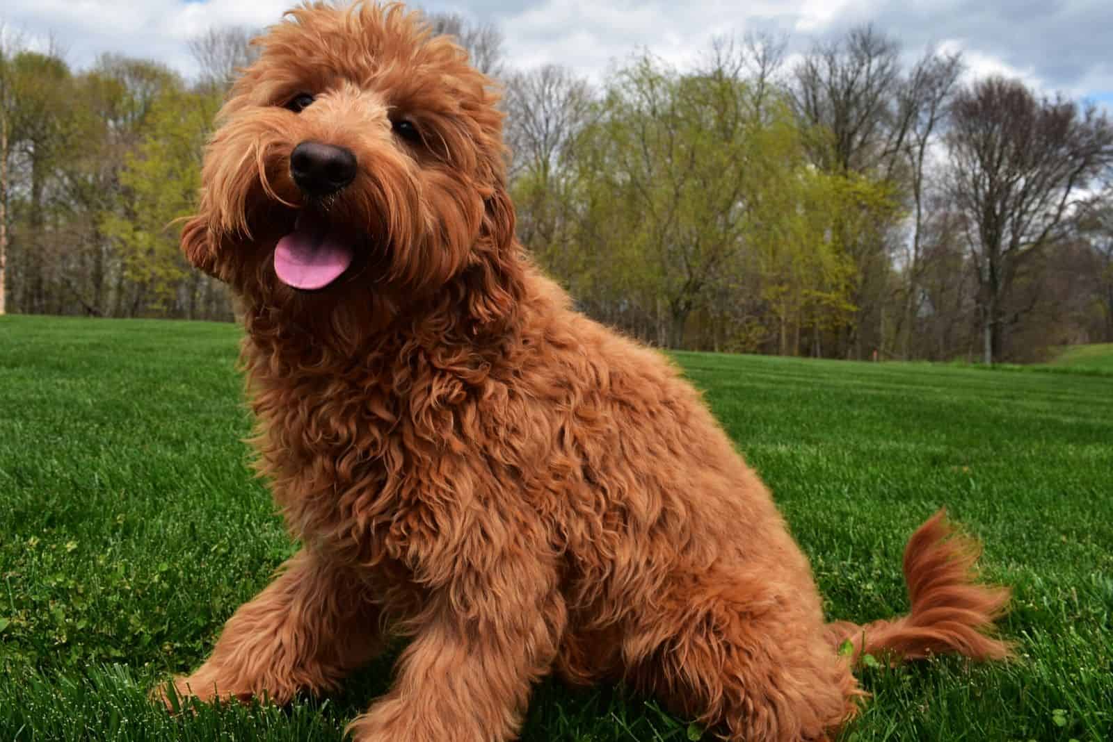 goldendoodle sentado en el césped en el parque