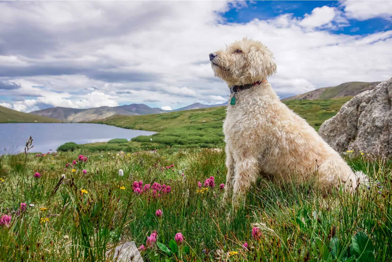 Goldendoodle sentado fuera