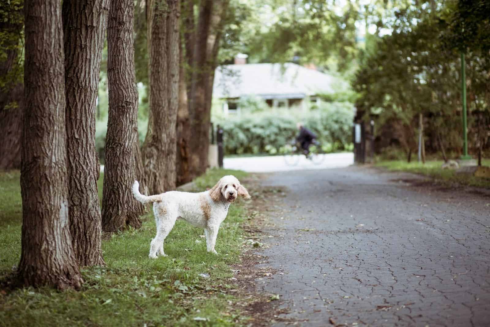 goldendoodle de pie al lado del camino cerca de muchos árboles