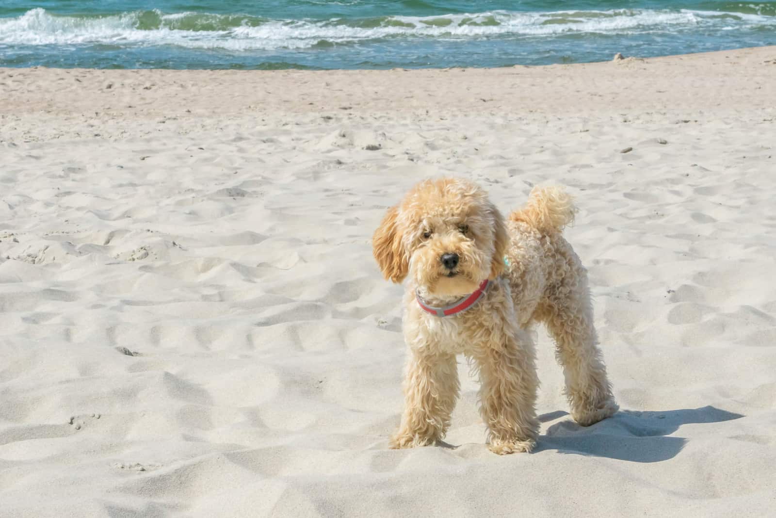 goldendoodle de pie en una playa arenosa