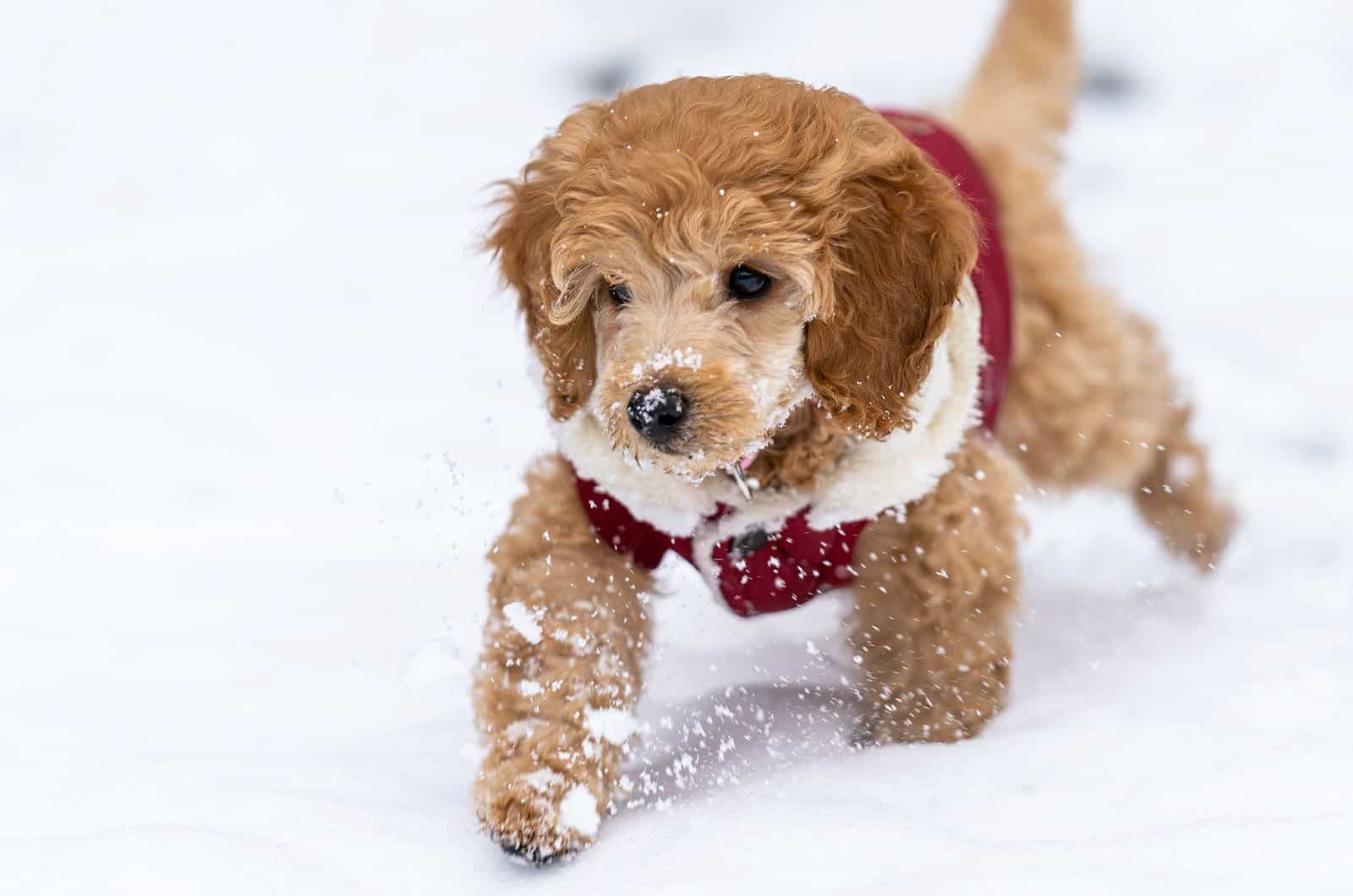 goldendoodle con disfraz en la nieve