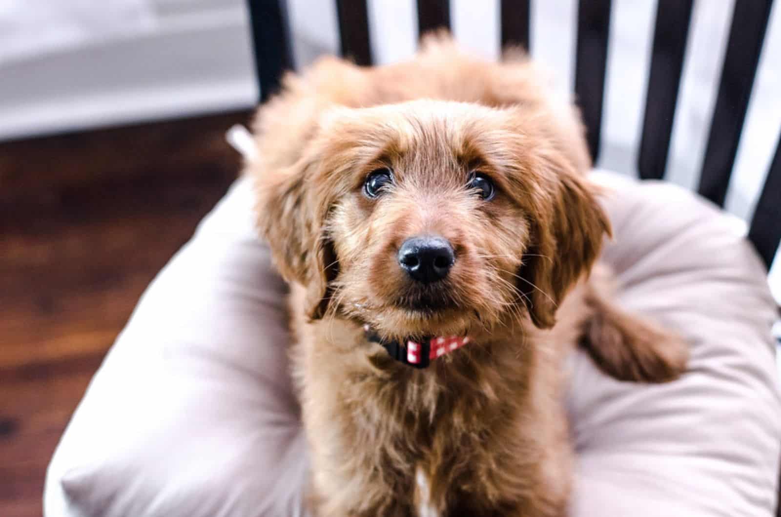 goldendoodle sentado en la silla