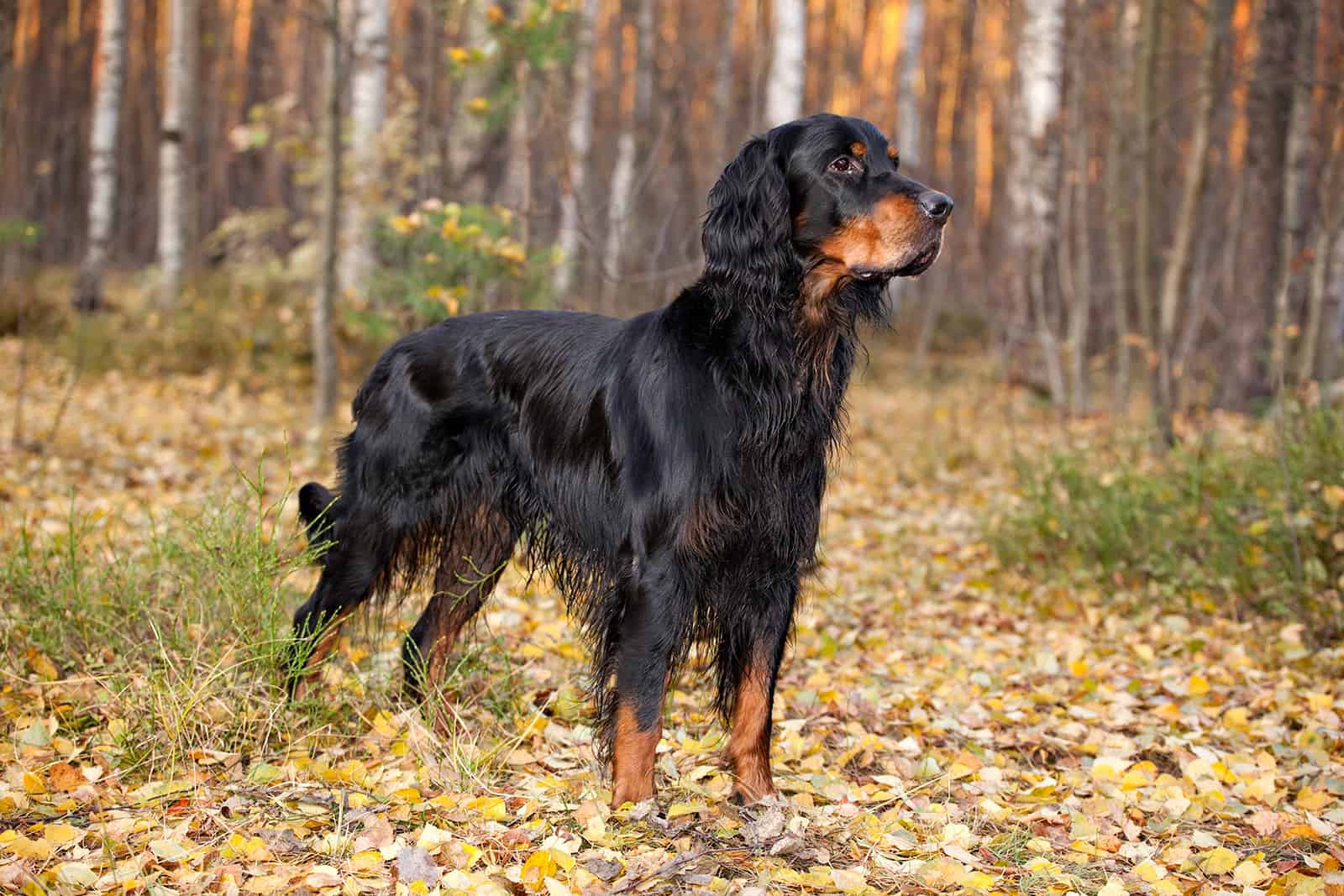 Gordon Setter cazando en el bosque otoñal