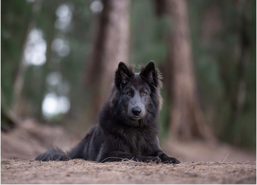 Hermoso Blue Bay Shepherd