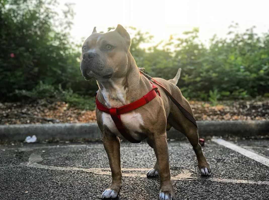 pitbull gotti