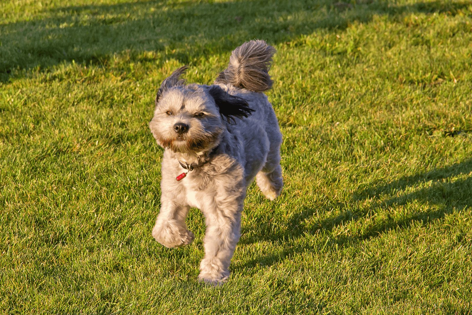 Lhasa Apsos grises corriendo en el campo