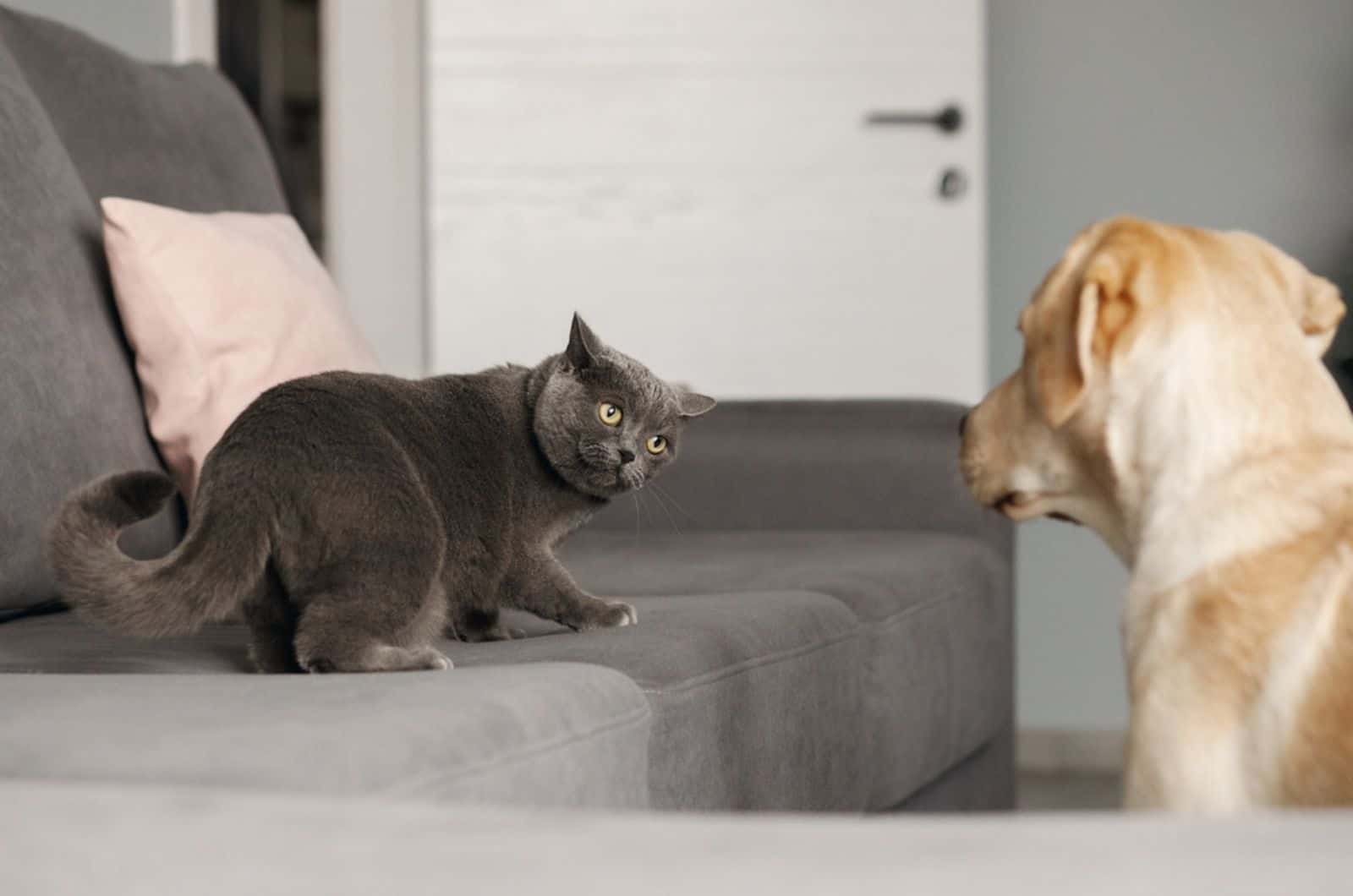 gato gris mirando cautelosamente a un labrador en un apartamento