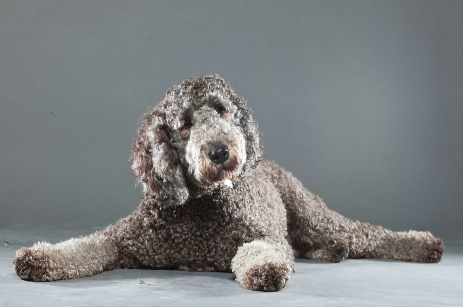 labradoodle gris posando