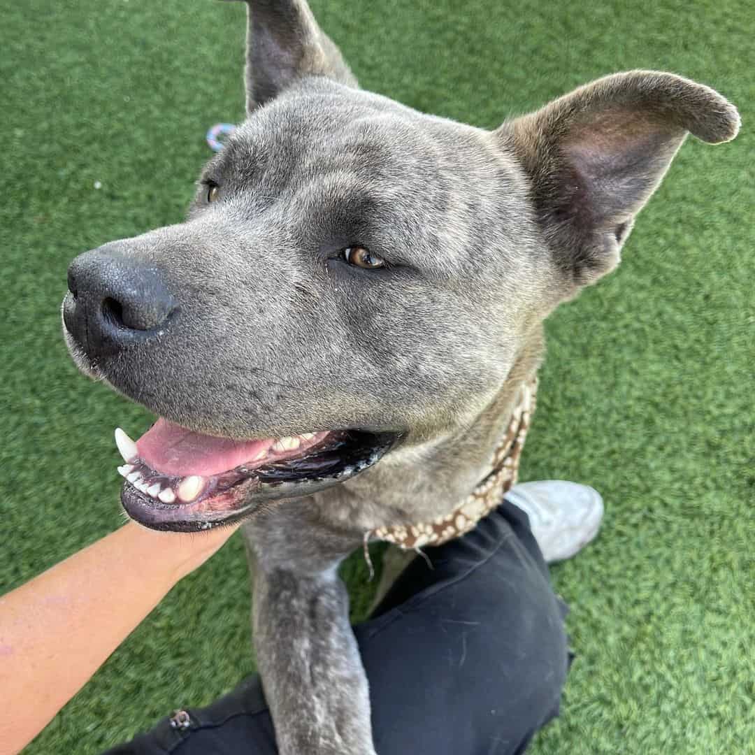 mezcla de akita pitbull gris