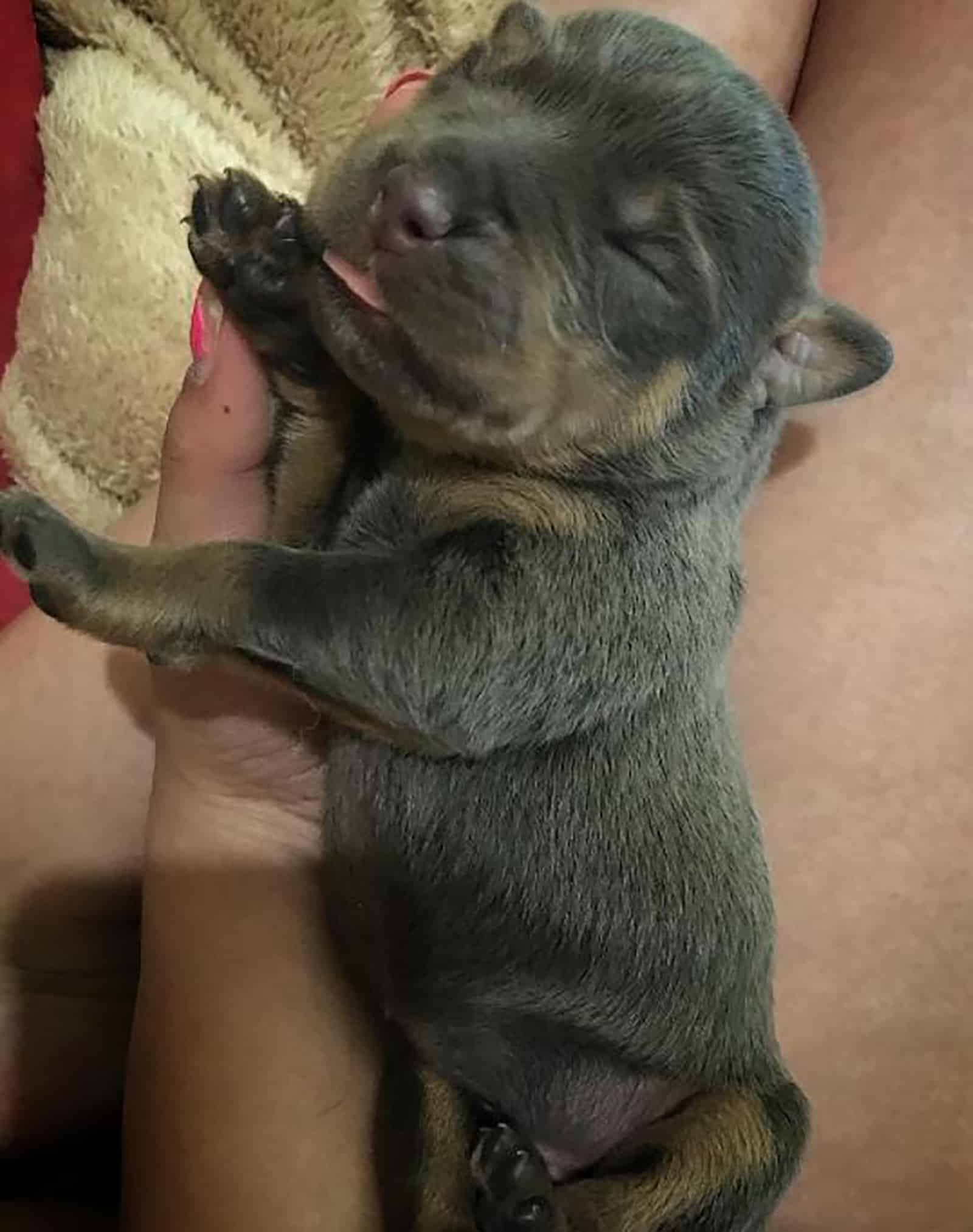 rottweiler gris