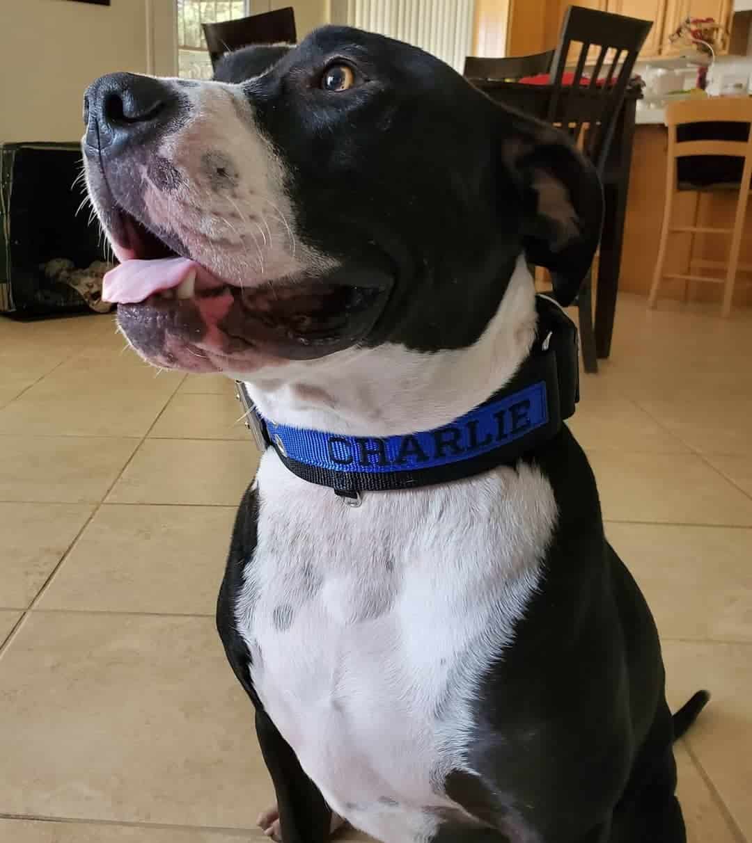 mezcla de gran danés y bulldog americano