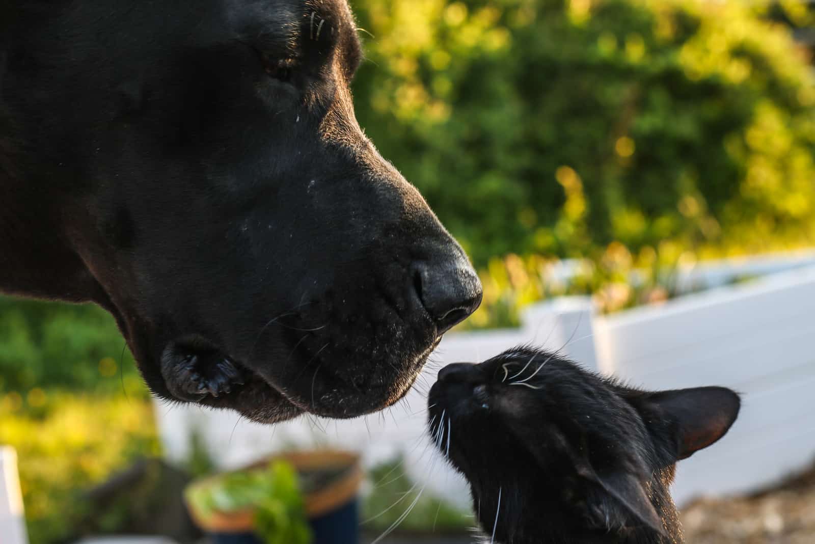 gran danés y un gato oliéndose