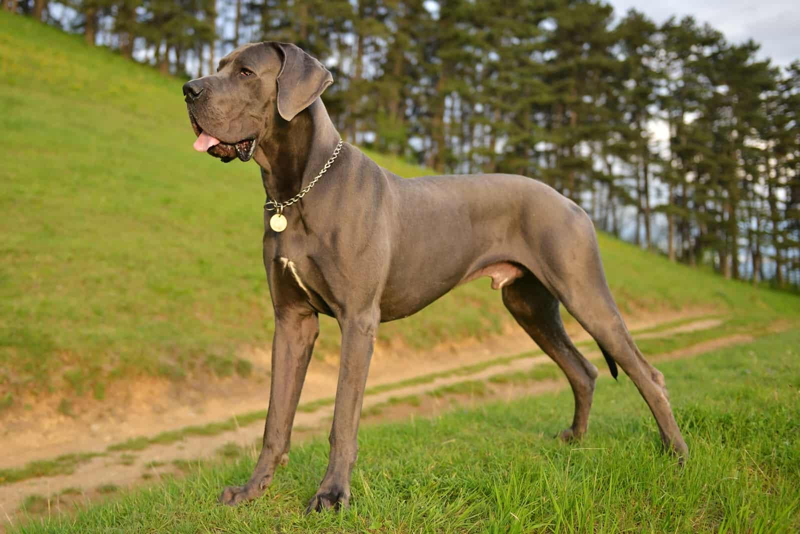 perro gran danés