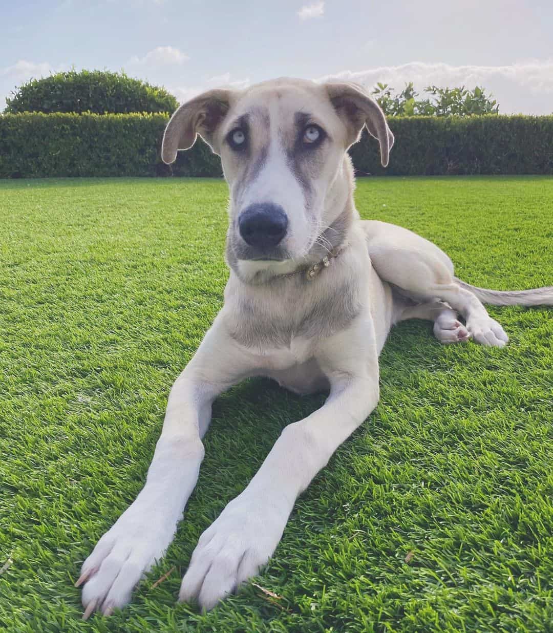 mezcla de gran danés y husky danesky