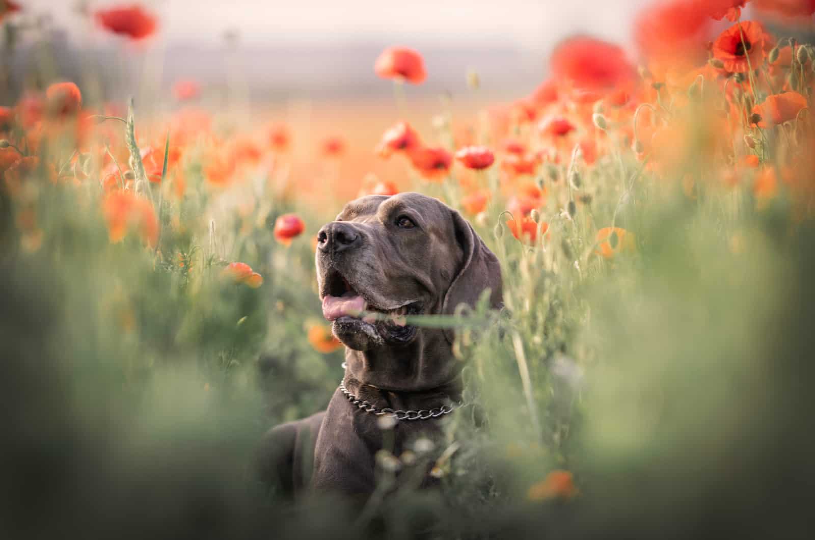 gran danés en un campo de amapolas