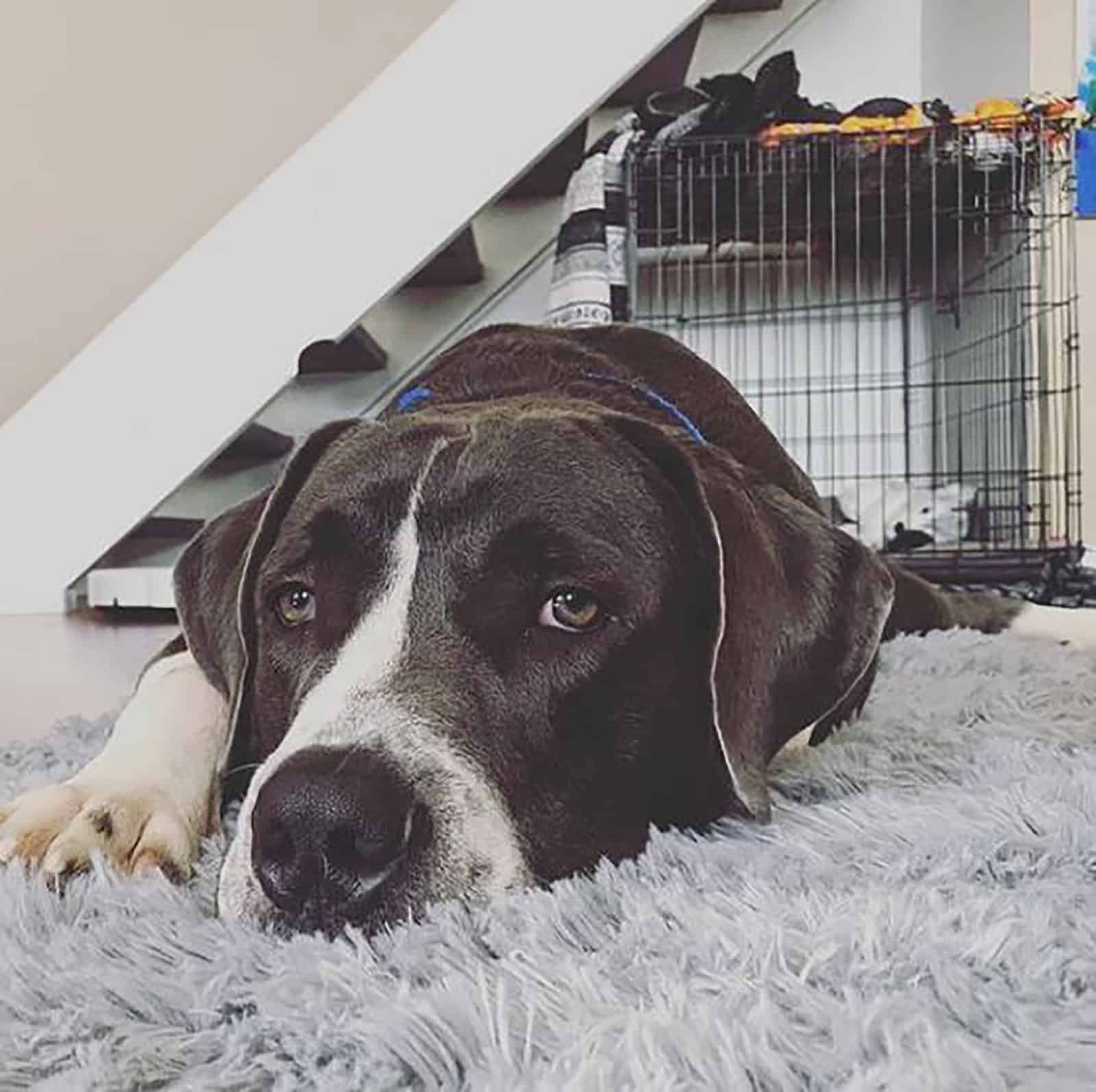 gran danés pitbull perro acostado en la alfombra