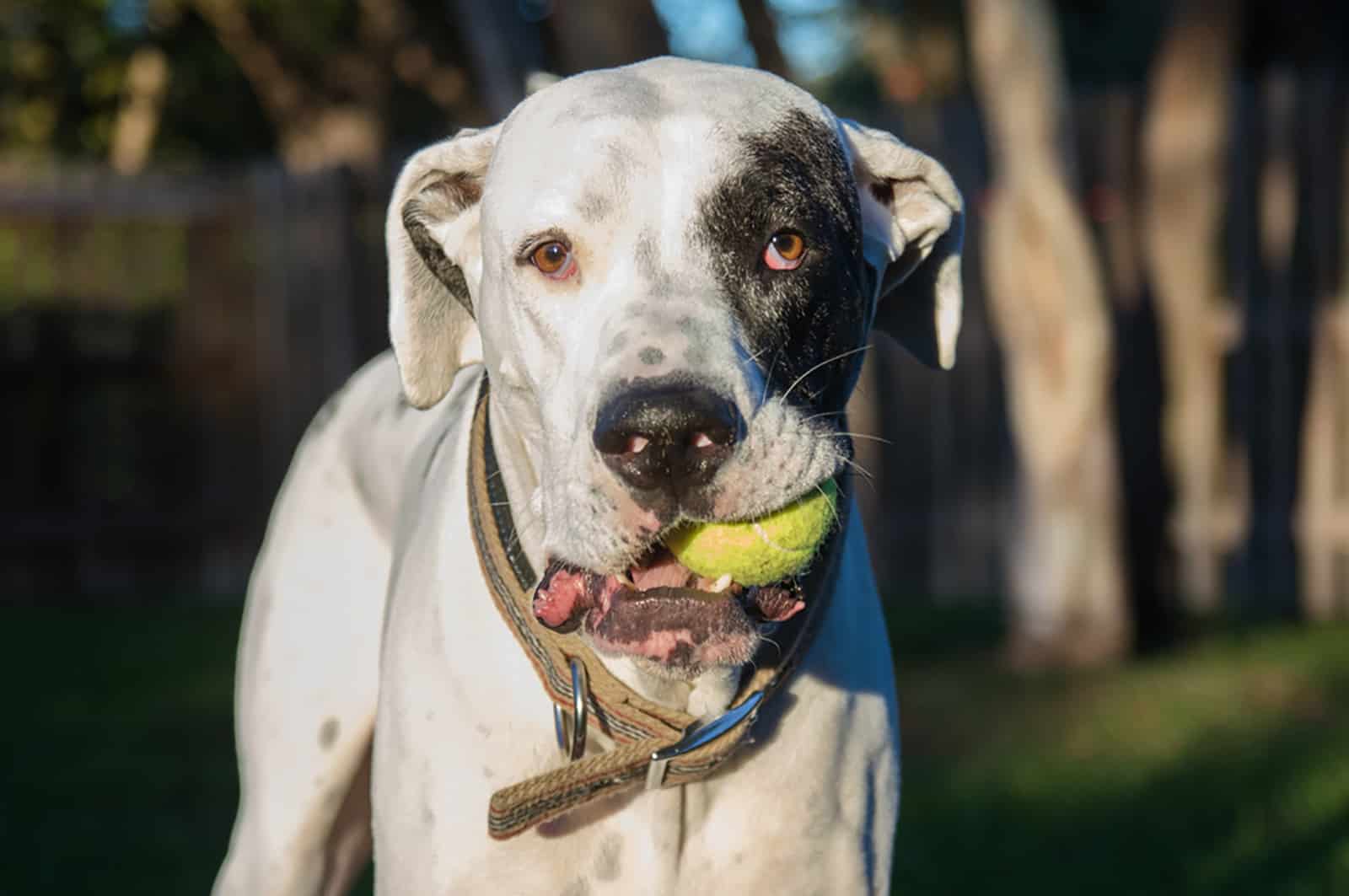 gran danés pitbull jugando con una pelota de tenis en el parque